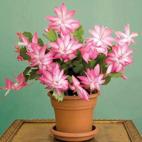 Schlumbergera