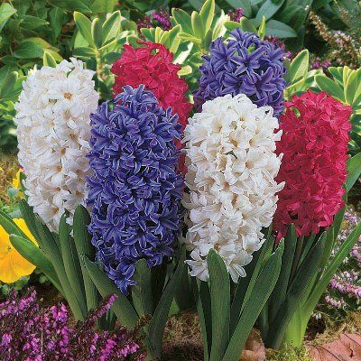 Hyacinth