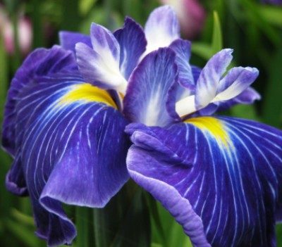 Iris