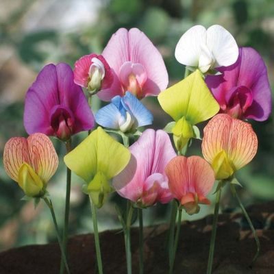 Sweet Pea