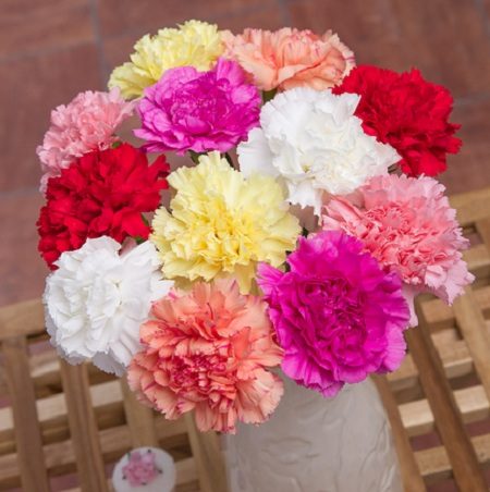12-Classic-Carnations