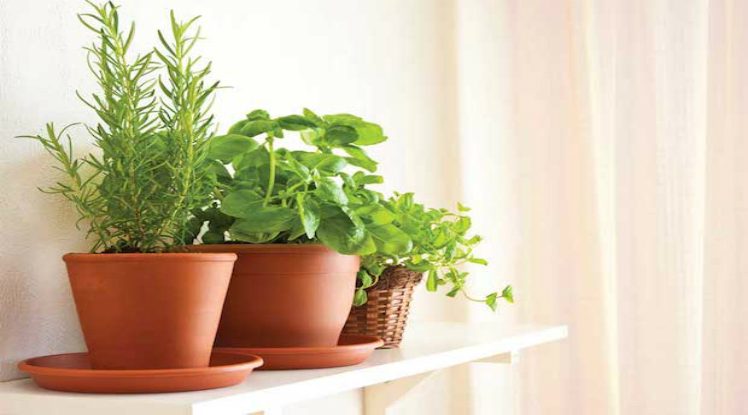 Growing Herbs Indoors