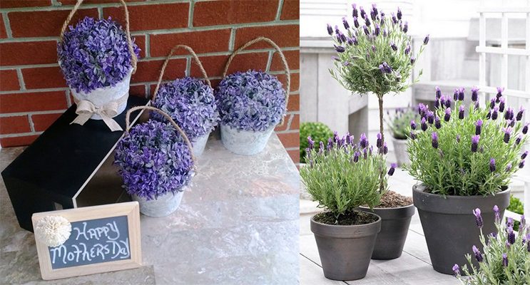  Lavender On this Mothers day