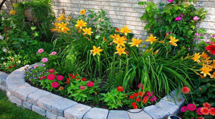 Native Plants and Mini Meadows 