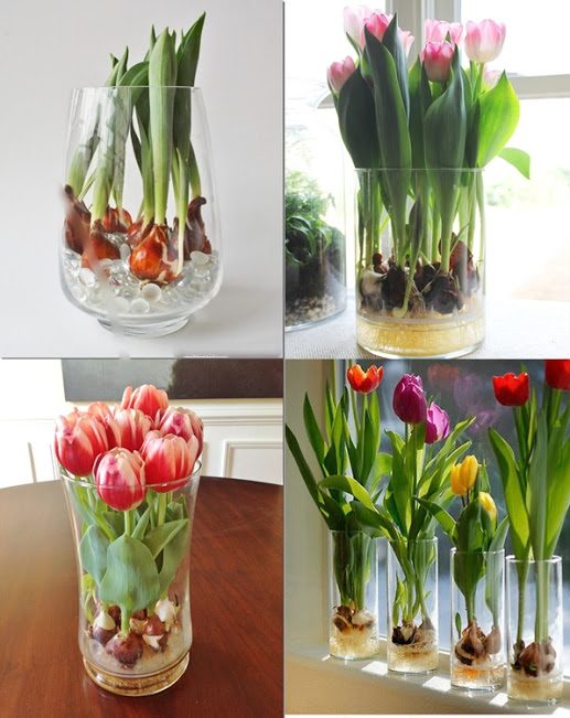 Planting and Growing Tulip