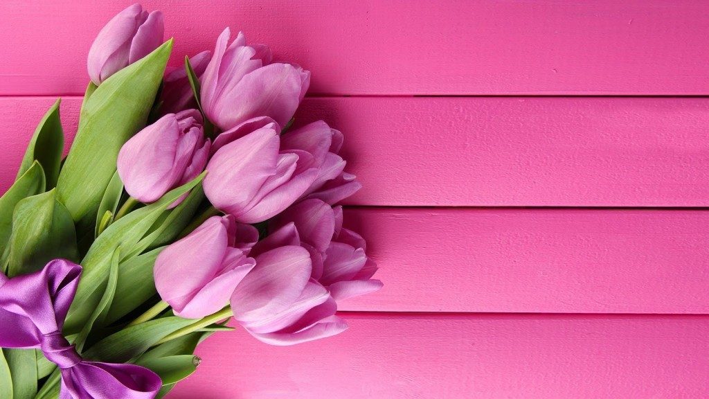 Tulip Flowers