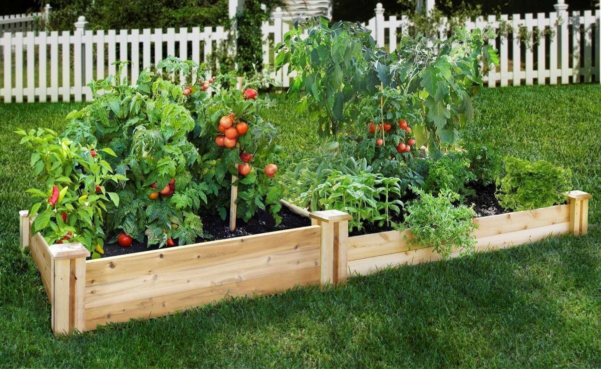vegetable fits for Raised Beds