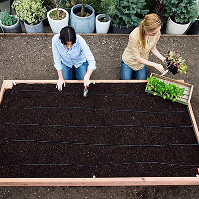 Vegetable Gardening with Raised Beds