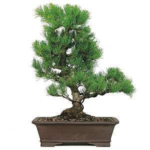 Japanese Five Needle Pine Bonsai Tree