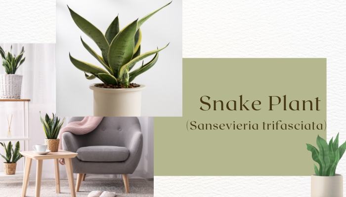 Snake Plant 
