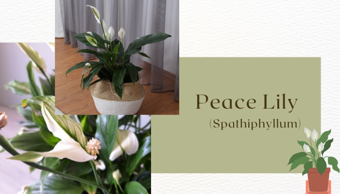 Peace Lily 
