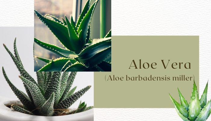 Aloe Vera 
