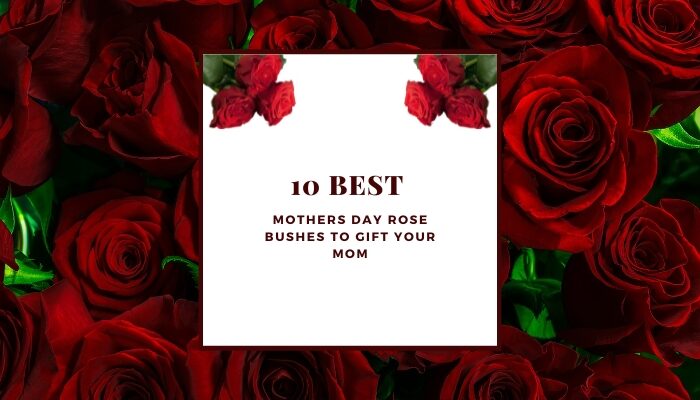 10 Best Mothers Day Rose Bushes to Gift Your Mom