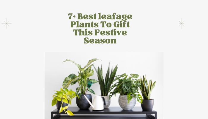 7+ Best leafage Plants To Gift This Festive Season