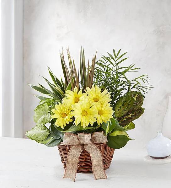 Dish Garden with Fresh Cut Flowers (Small)