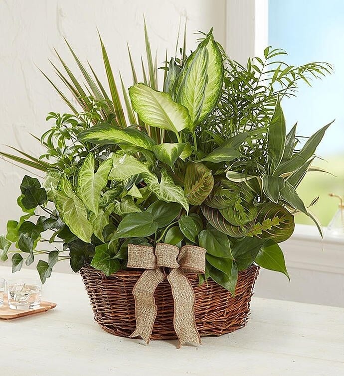 Classic Dish Garden (Small)