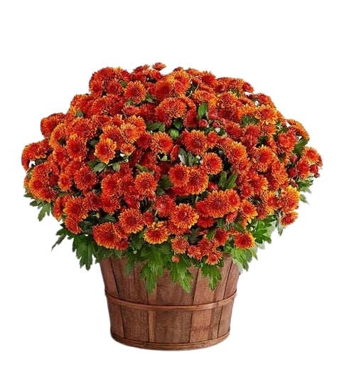 Fall Mum Plant 8"