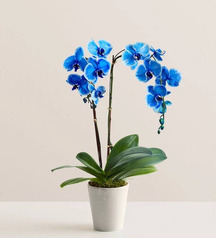 Double Blue Orchid Plant