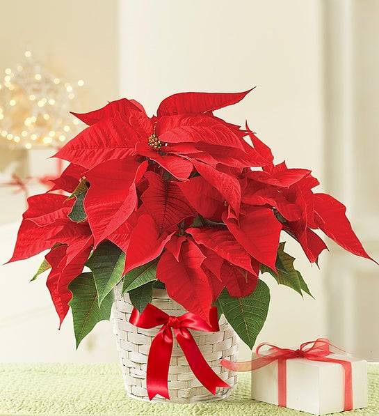 Poinsettia Plant