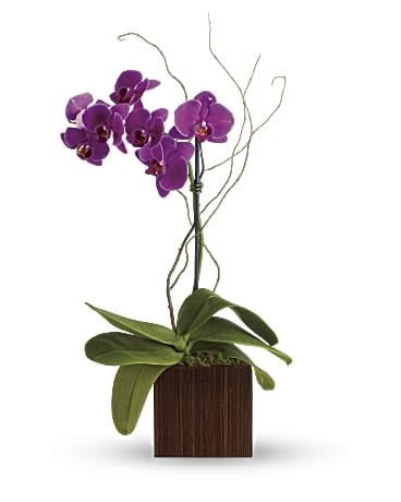 Bamboo Elegance