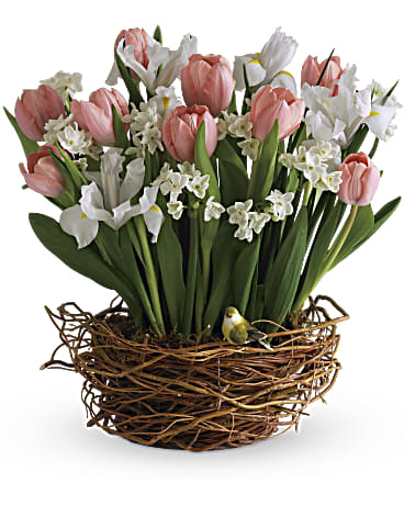 Tulips Flowers Shop