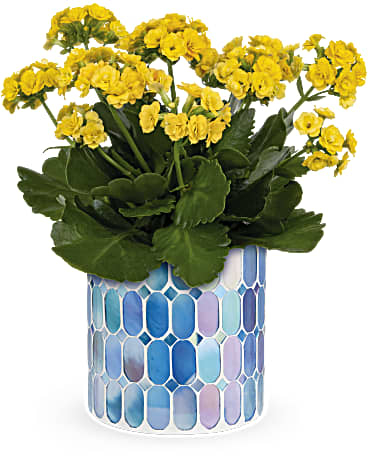 Sunny Kalanchoe