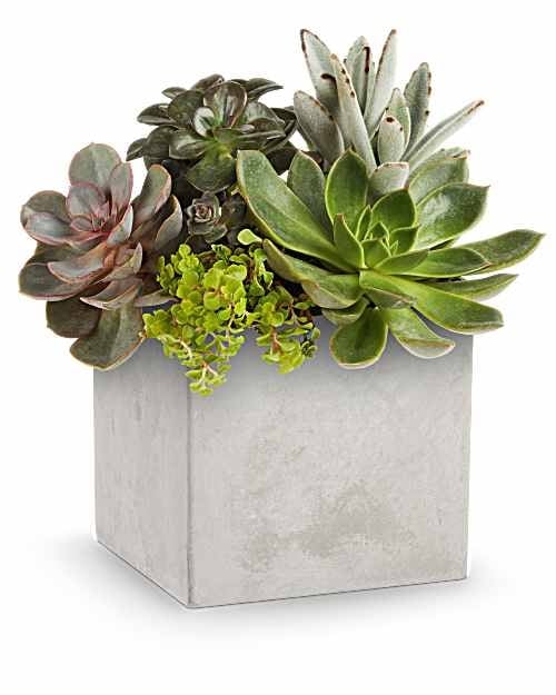Concreate Oasis Succulent Garden