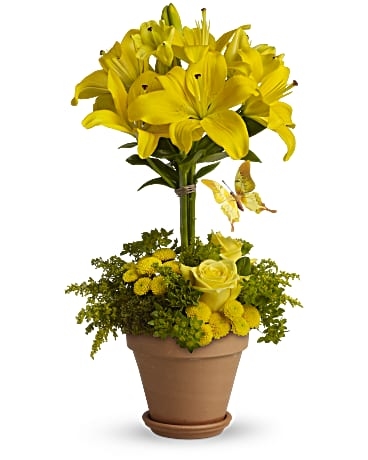 Yellow Fellow (Standard)