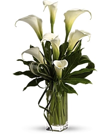 My Fair Lady by (Standard)