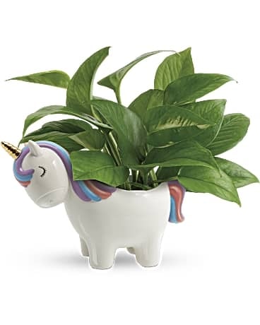 Peaceful Unicorn Pothos Plant