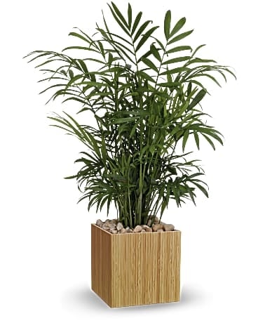 Peaceful Palm