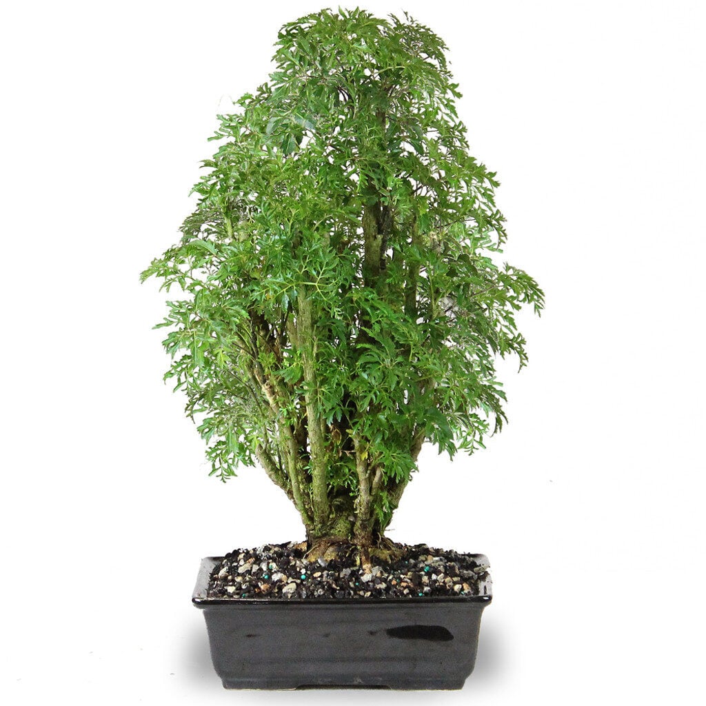 Dwarf Ming Aralia