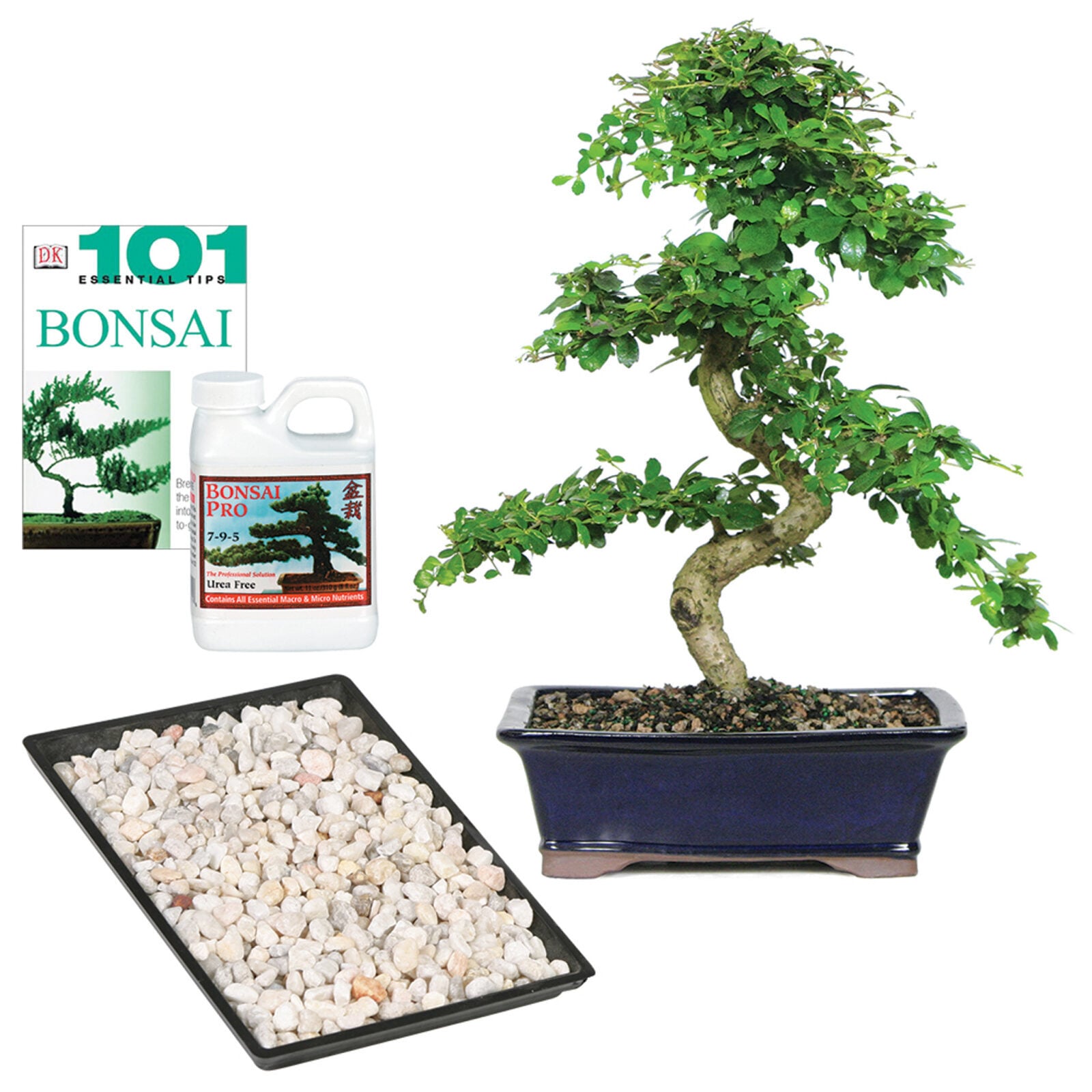Fukien Tea Complete Gift