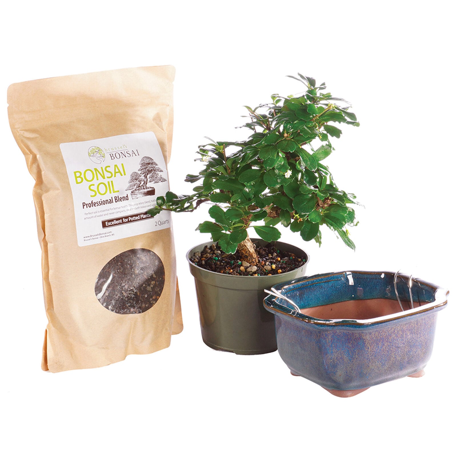 Fukien Tea