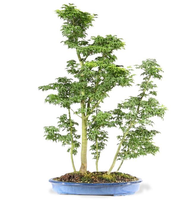 Japanese Maple