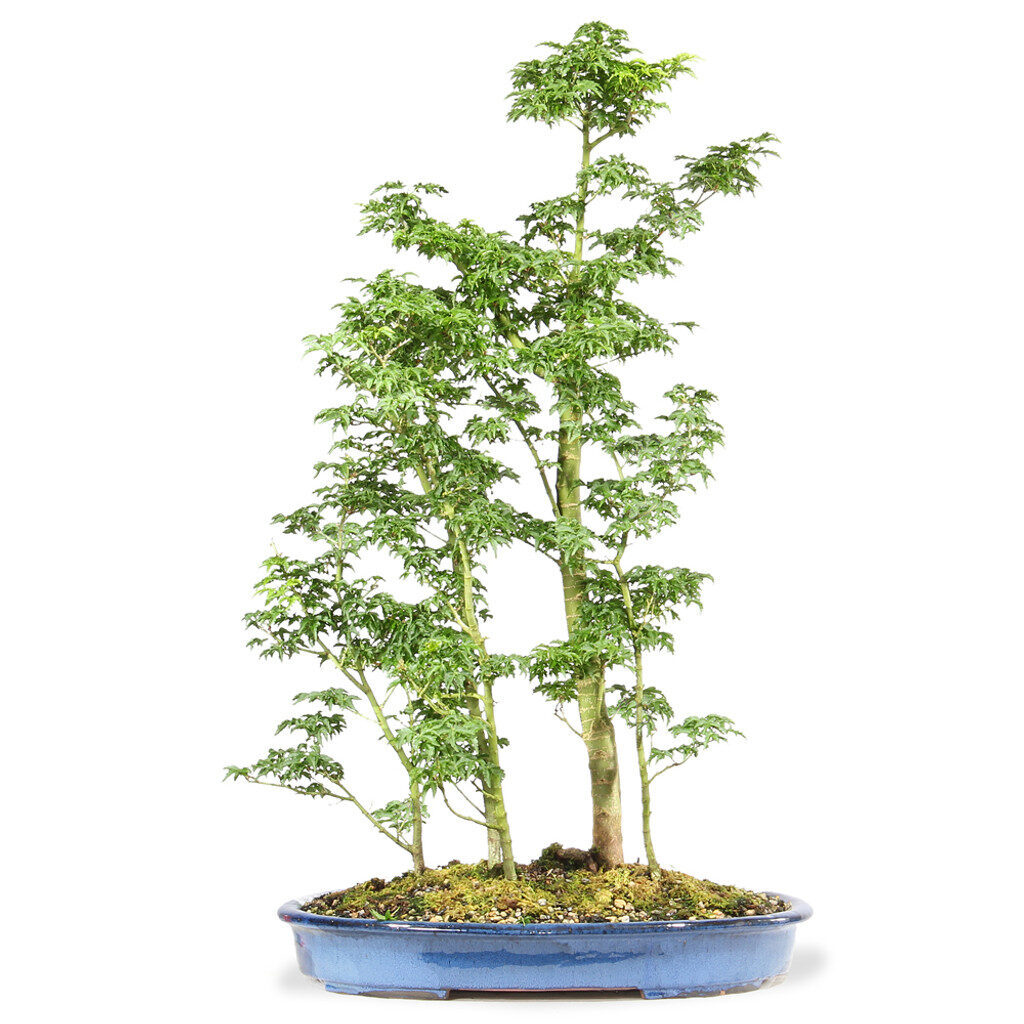 Japanese Maple