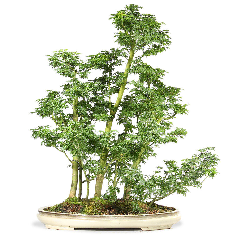 Japanese Maple