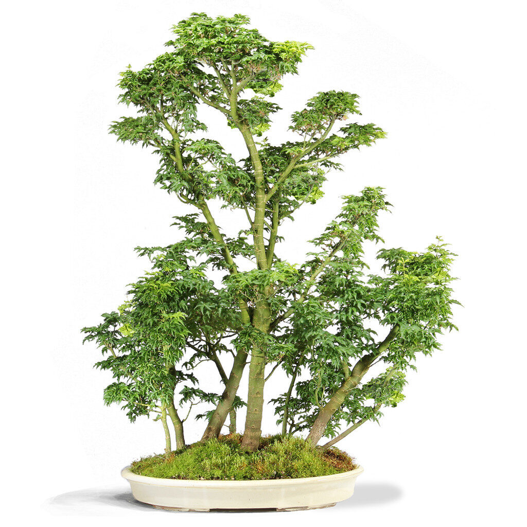 Japanese Maple Shi Shi Gashira
