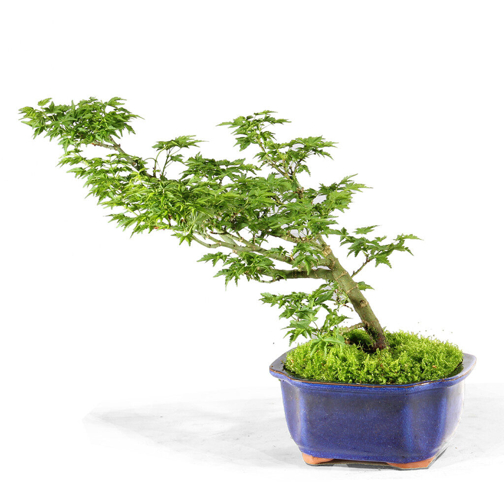 Japanese Maple Shi Shi Gashira