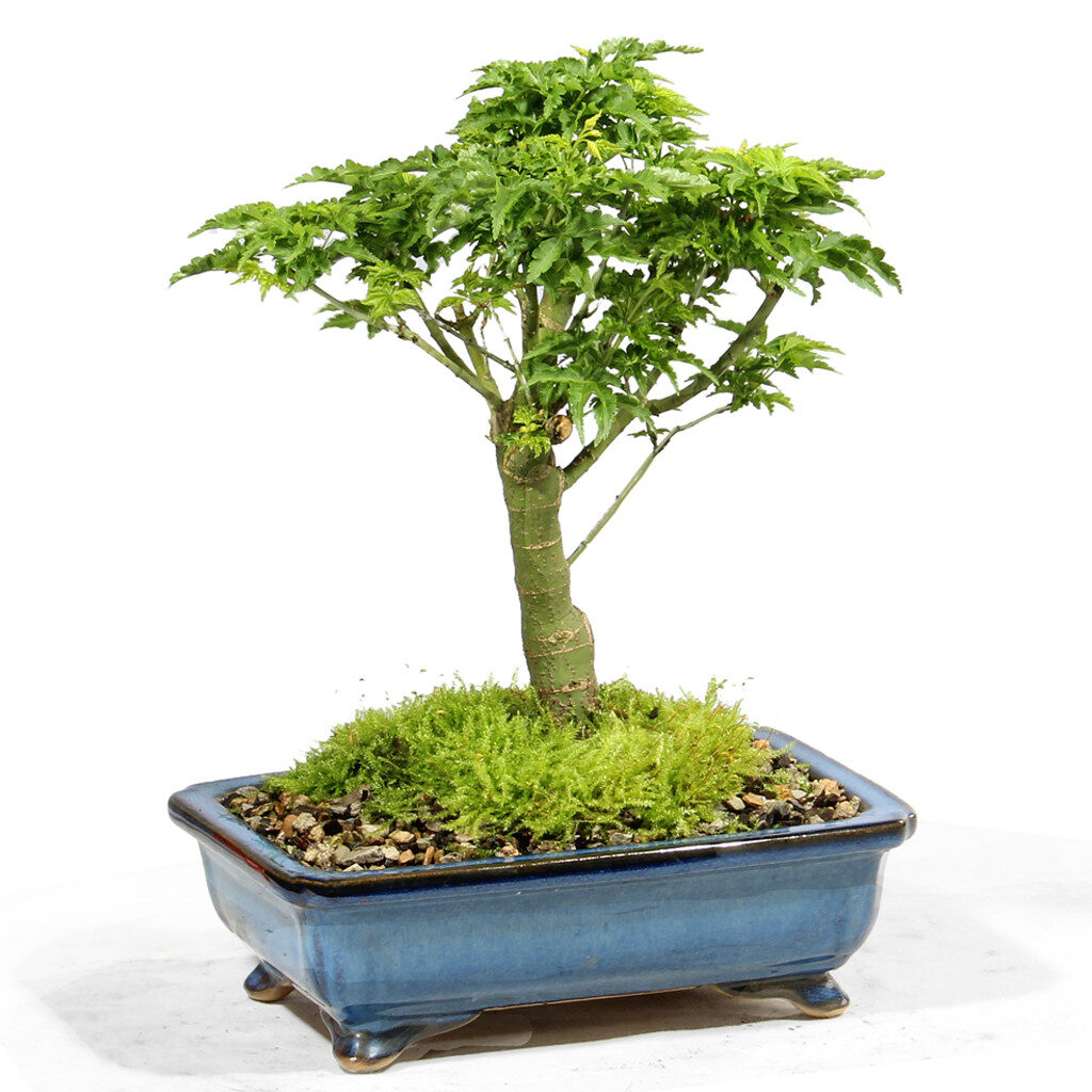 Japanese Maple Shi Shi Gashira