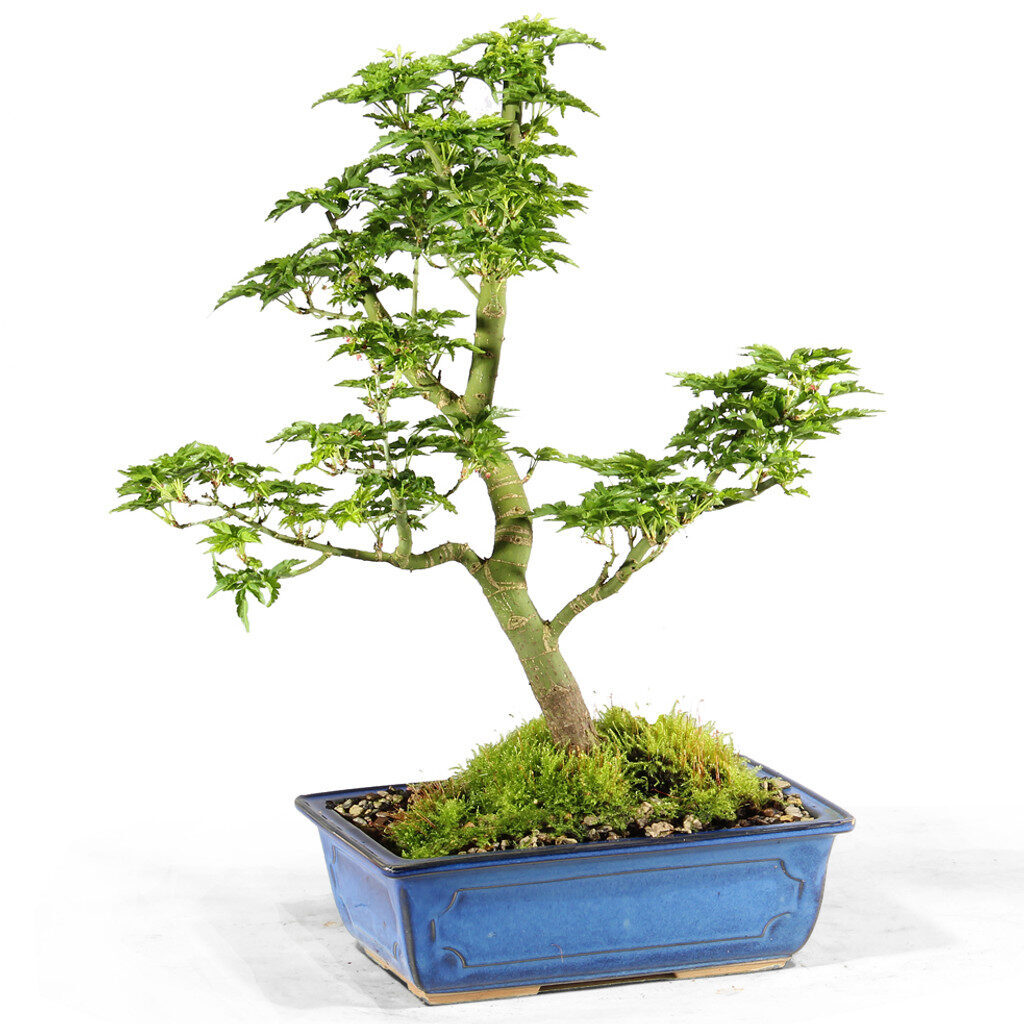 Japanese Maple Shi Shi Gashira