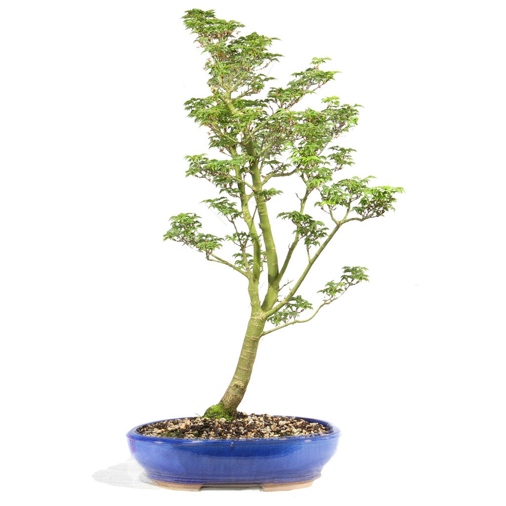 Japanese Maple