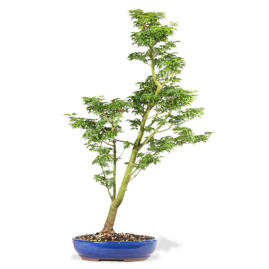 Japanese Maple