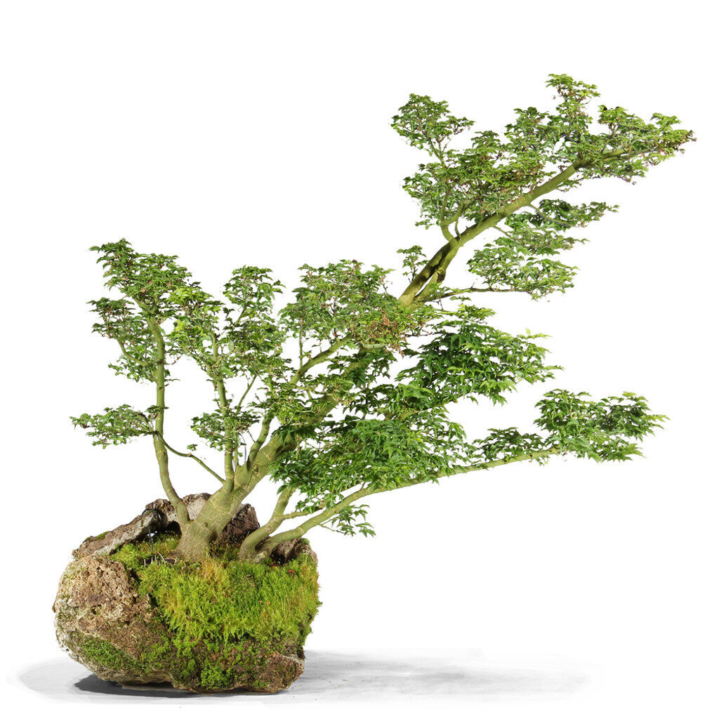 Japanese Maple Shi Shi Gashira
