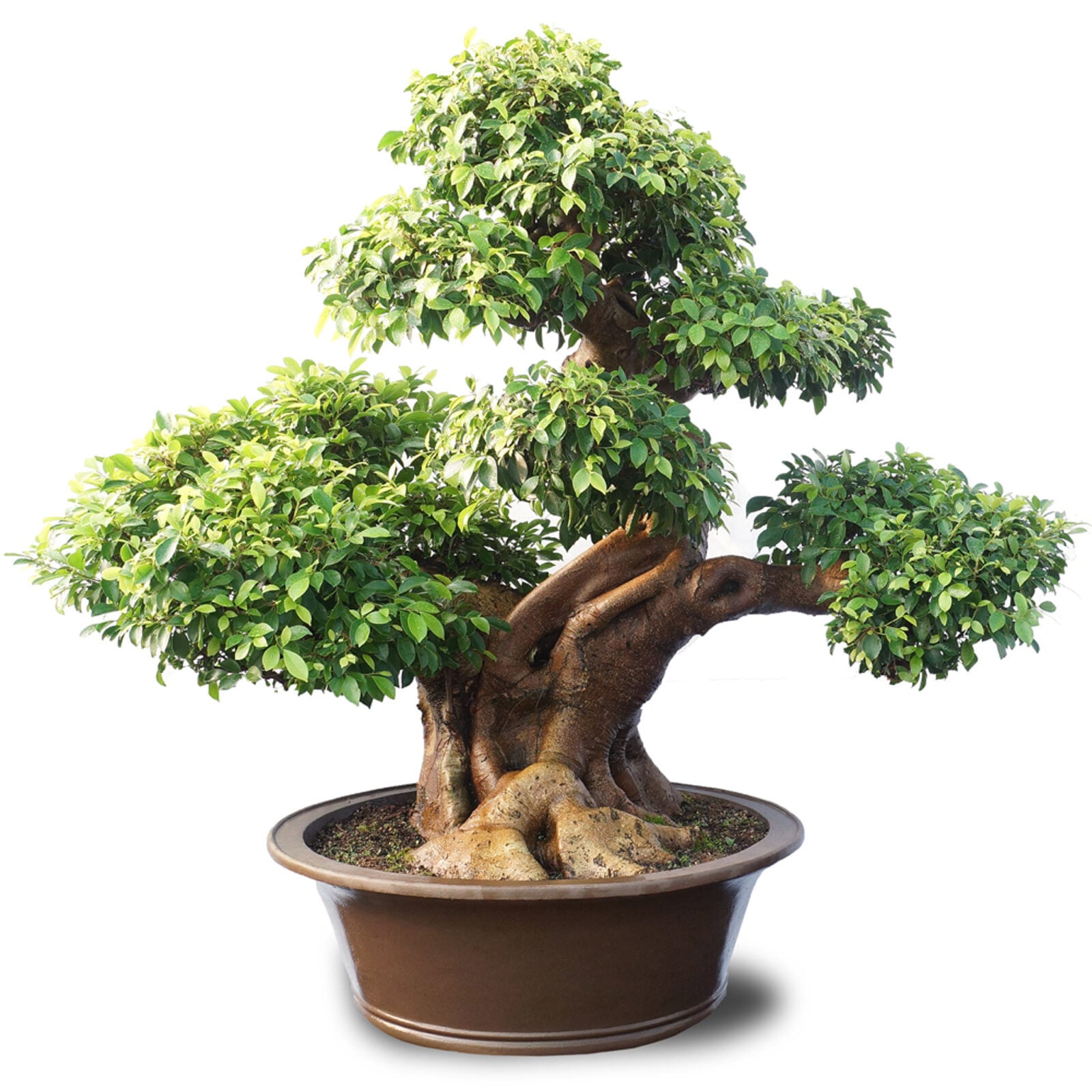 Ficus Retusa