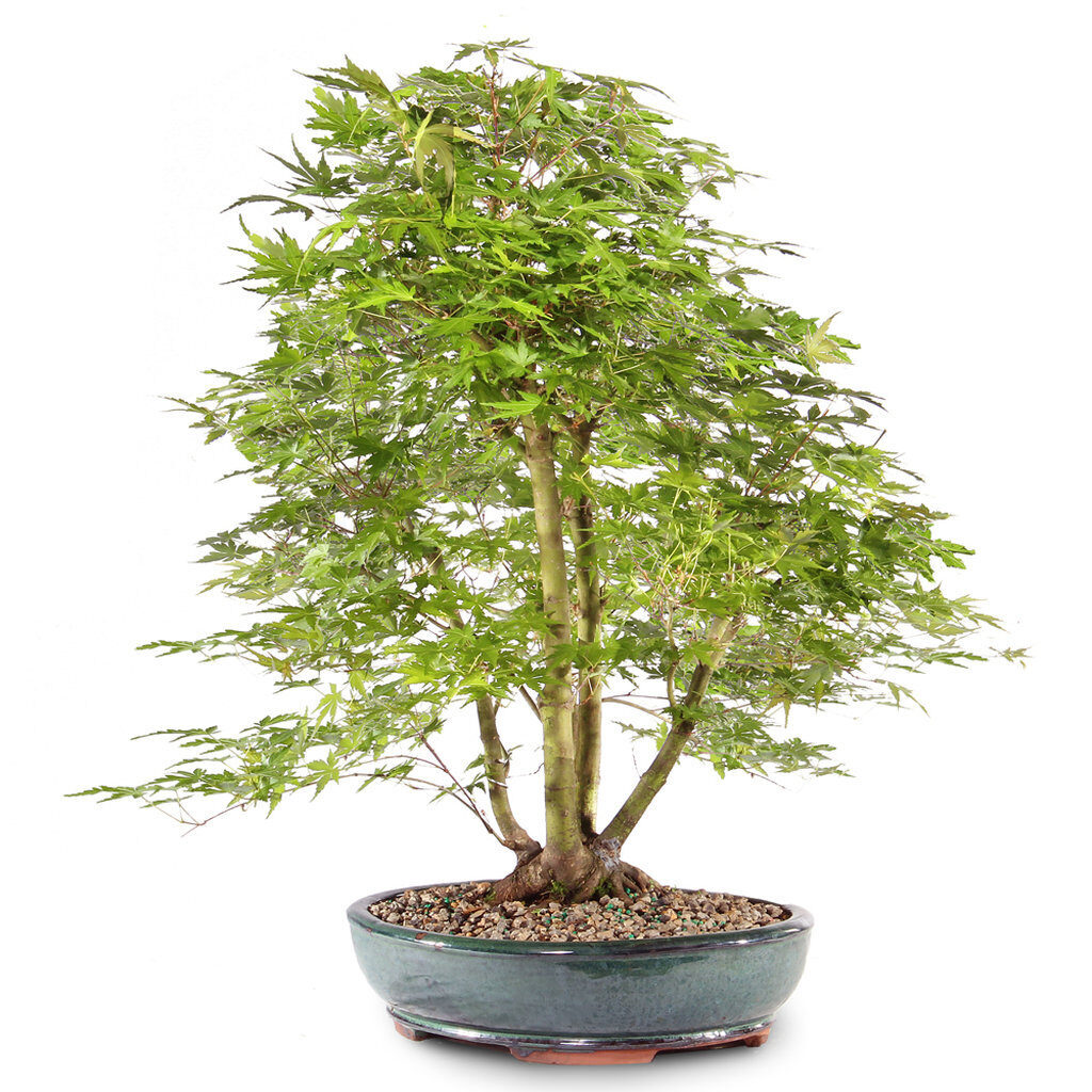 Japanese Maple