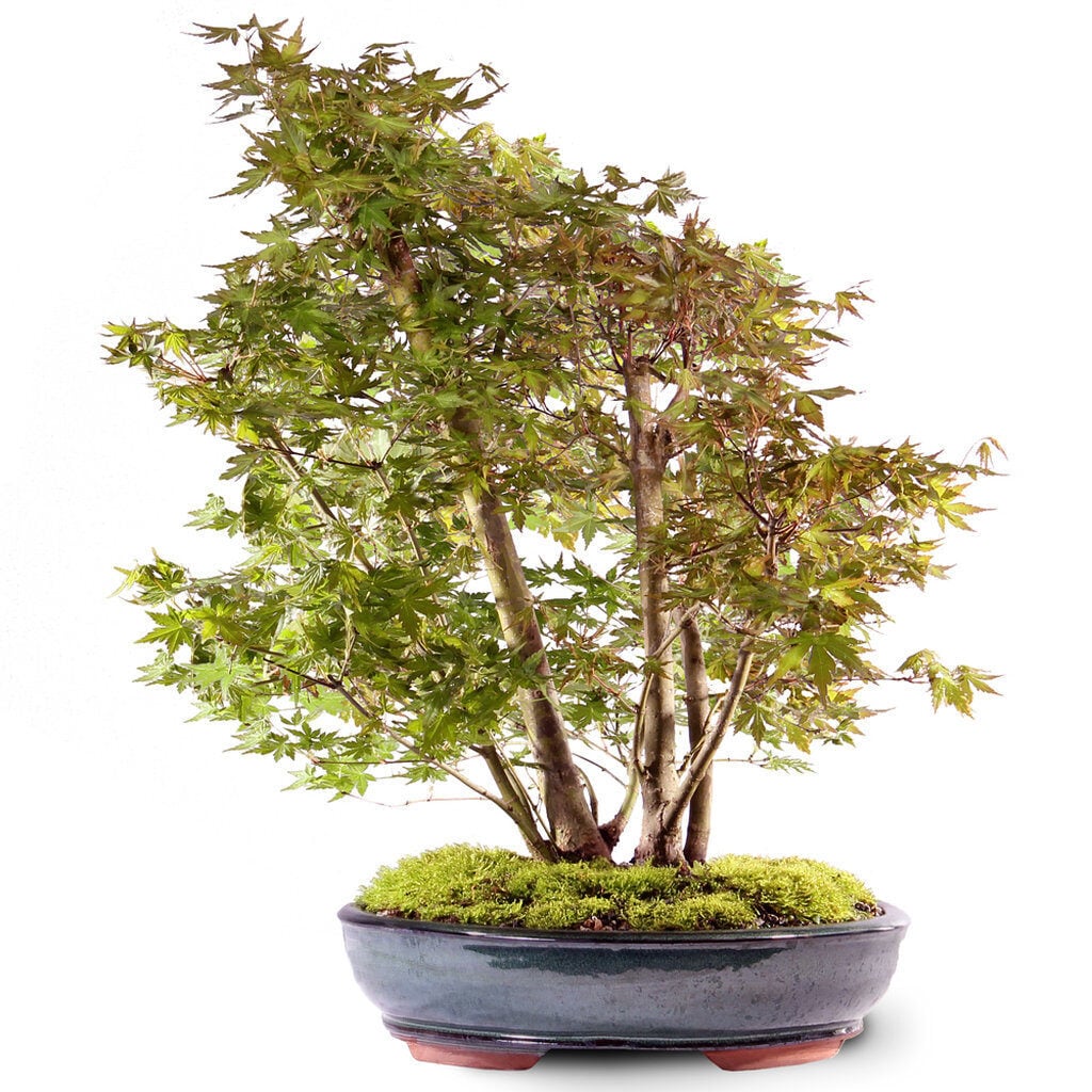 Japanese Maple
