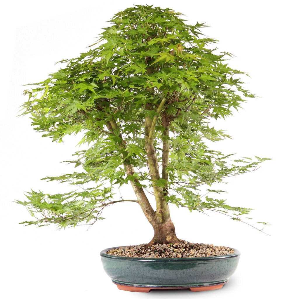 Japanese Maple(6)