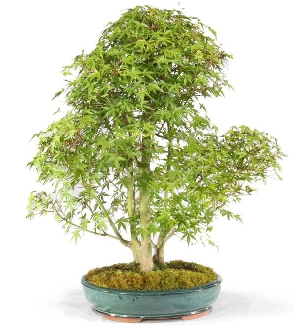Japanese Maple