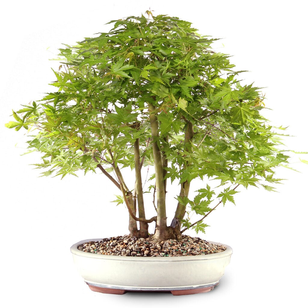 Japanese Maple (2)